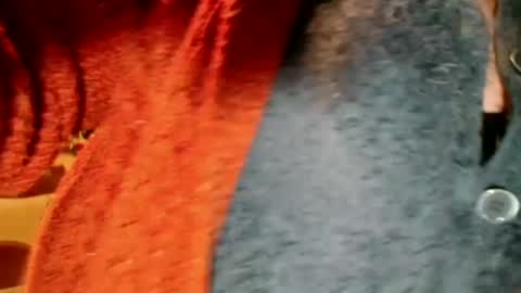 Snapshot of laureanne50 chatting on 12-13-24, 08:26 laureanne online show from 12-13-24, 08:26