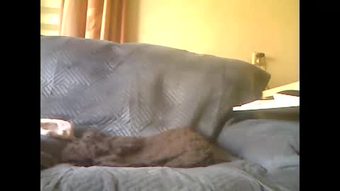 Snapshot of lion160868 chatting on 05-07-26, 08:09 lion160868 online show from 05-07-26, 08:09