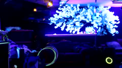 GentleViolet online show from 01-17-25, 08:45