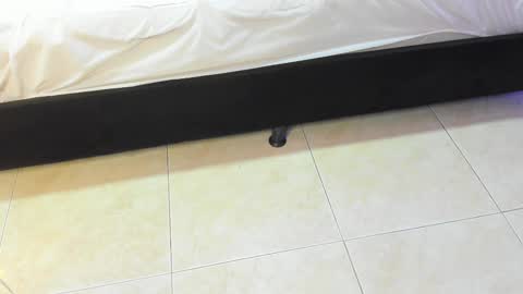 lulu online show from 02-10-26, 07:18