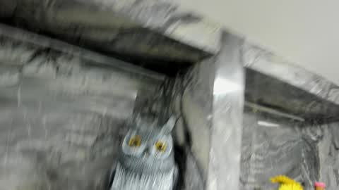 Snapshot of miss_danika chatting on 10-01-25, 11:05 Danika online show from 10-01-25, 11:05