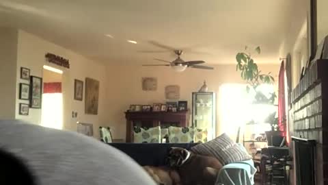 Monkee Dance online show from 12-11-24, 08:07