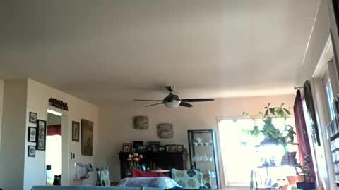 Monkee Dance online show from 01-28-25, 05:35