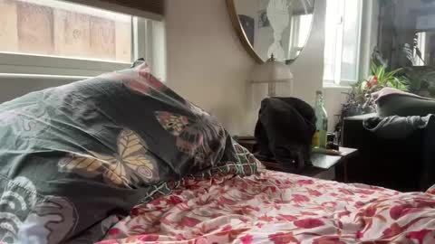 moreplease413 online show from 12-27-24, 08:18