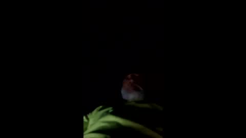 Snapshot of mullinfloggin79 chatting on 05-28-26, 10:01 mullinfloggin79 online show from 05-28-26, 10:01