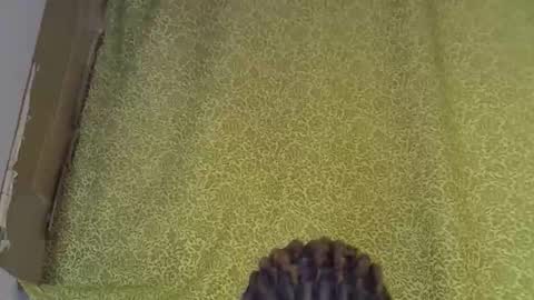 previn online show from 01-07-26, 08:22