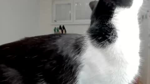 Snapshot of naughtysabine1 chatting on 02-06-25, 09:53 naughtysabine1 online show from 02-06-25, 09:53