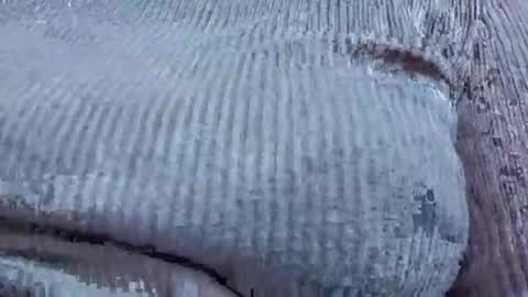 nora_roy246 online show from 01-09-26, 02:58