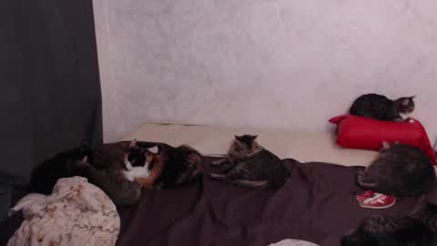 Olivia online show from 02-04-26, 03:18