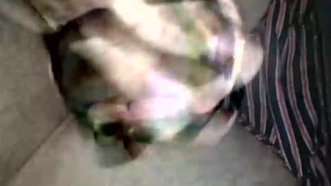 Superfeno online show from 02-19-26, 03:13