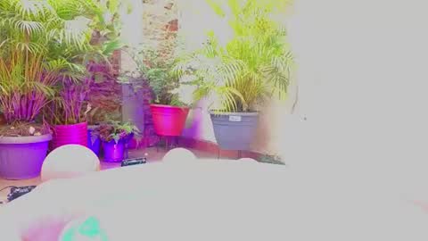 Paulina  online show from 06-19-26, 07:39