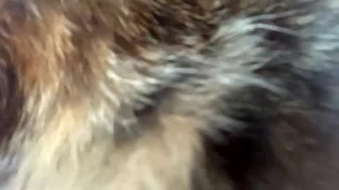 sweet angel baby  online show from 04-03-26, 12:03