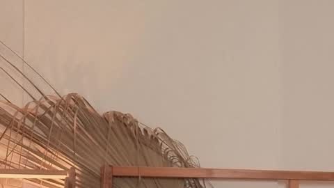 Polina online show from 04-24-26, 05:54