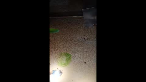 Snapshot of potsymcstoner chatting on 09-12-25, 05:46 potsymcstoner online show from 09-12-25, 05:46