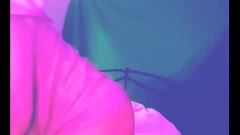 puddled_wonderland online show from 03-06-26, 11:39