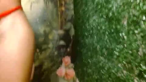 rosa online show from 04-18-26, 02:59