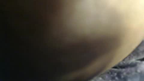 pety online show from 02-03-26, 07:41