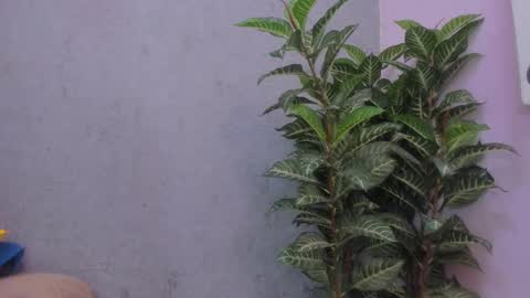 Scarlett 3 online show from 11-29-25, 03:09