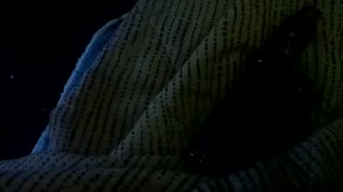 showornot_2 online show from 01-11-26, 07:35