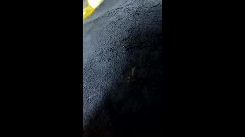 shurthingxx online show from 01-28-25, 12:22