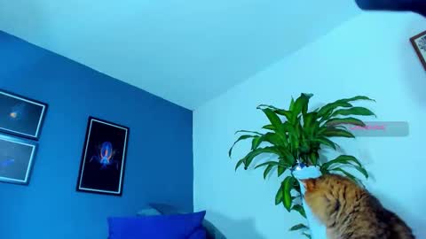 silvabranko online show from 11-01-25, 12:12