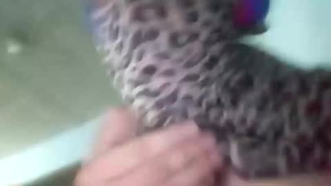 sissycrossdrese online show from 01-25-25, 02:14