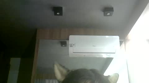 skinnykittencam online show from 06-24-26, 03:33