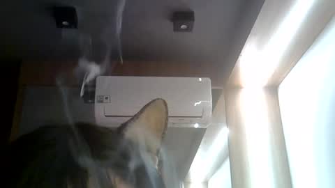 skinnykittencam online show from 07-22-26, 02:09