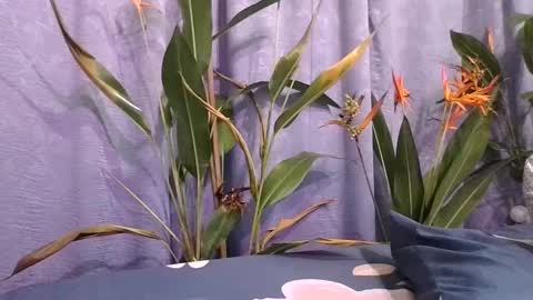 Slcouple online show from 12-16-24, 12:15