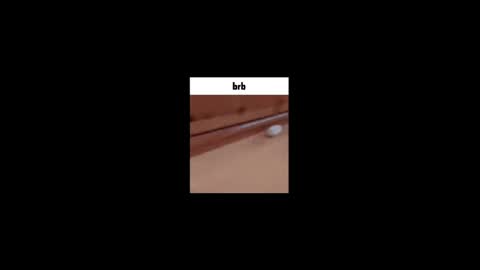 Gus online show from 05-02-26, 12:21