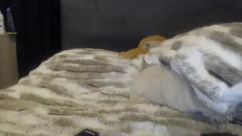 Snapshot of sofigarcia17 chatting on 06-08-26, 02:01 sofi online show from 06-08-26, 02:01