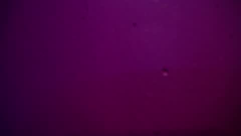 Alexa online show from 12-28-24, 11:26