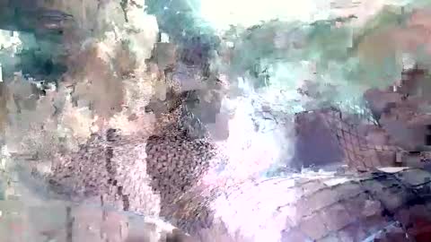 Snapshot of spence6669_tree chatting on 11-15-25, 01:51 spence6669_tree online show from 11-15-25, 01:51