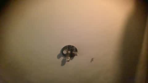 Snapshot of splinters18 chatting on 01-25-25, 07:06 watch me cum online show from 01-25-25, 07:06