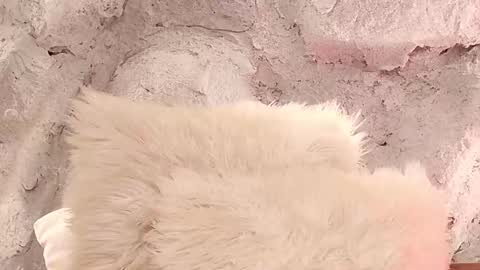 S T E L L A online show from 02-01-26, 11:42