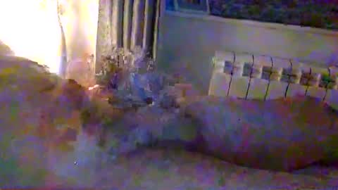 str8guy2015 online show from 01-24-25, 04:28