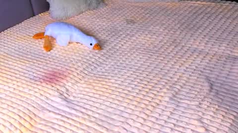 Alice online show from 11-02-25, 03:47