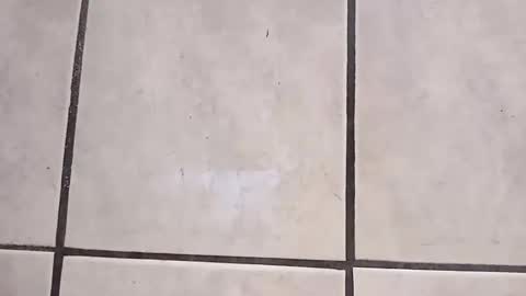 tall6feet7inch online show from 10-02-25, 09:27