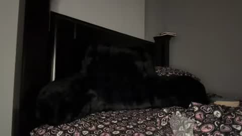 Snapshot of thevixensapphire chatting on 07-29-26, 03:15 Sapphire the Vixen online show from 07-29-26, 03:15