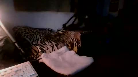 toxicidad_sex online show from 05-19-26, 07:37