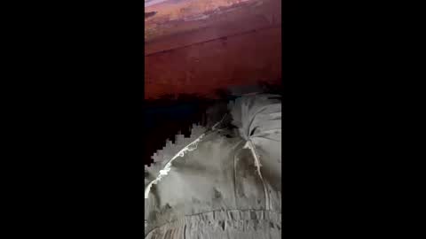 Snapshot of tree553 chatting on 01-17-25, 08:44 tree553 online show from 01-17-25, 08:44