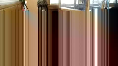 Snapshot of trypodman chatting on 12-25-24, 03:49 trypodman online show from 12-25-24, 03:49