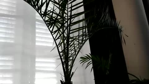 patricia online show from 10-02-25, 07:04