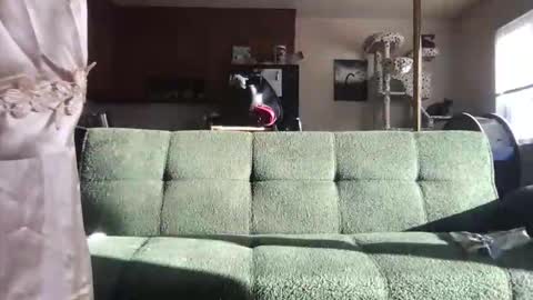 venustheflytrap online show from 05-21-26, 11:23