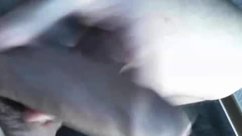   online show from 03-08-25, 11:39