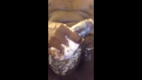 vincycock99 online show from 04-22-26, 12:57