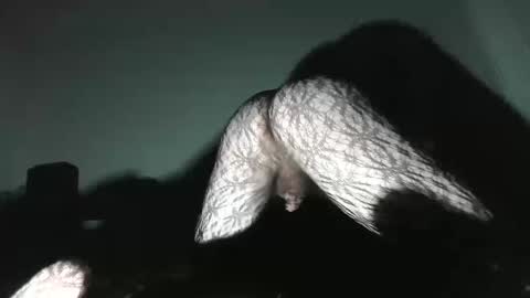 Snapshot of virgowithabig chatting on 01-13-25, 11:30 Virgowithabig online show from 01-13-25, 11:30