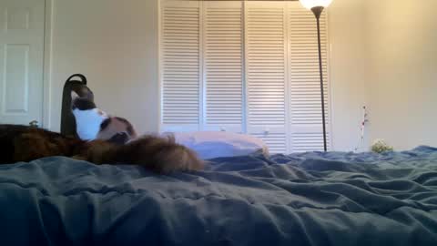 weedwacker43 online show from 02-26-25, 10:53