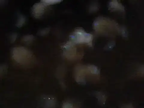 arabictsmariam online show from 02-11-25, 06:08