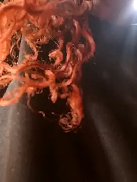 Swirly blac online show from 03-24-26, 07:24